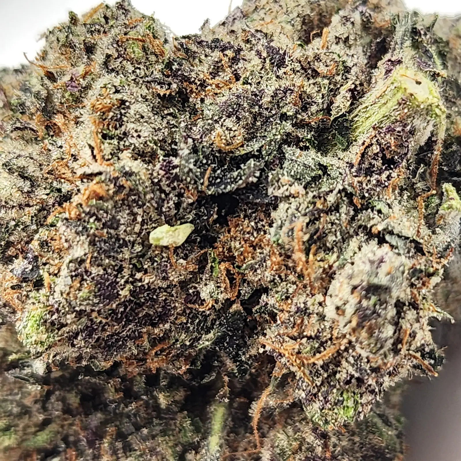 Bubba Kush Strain Closeup