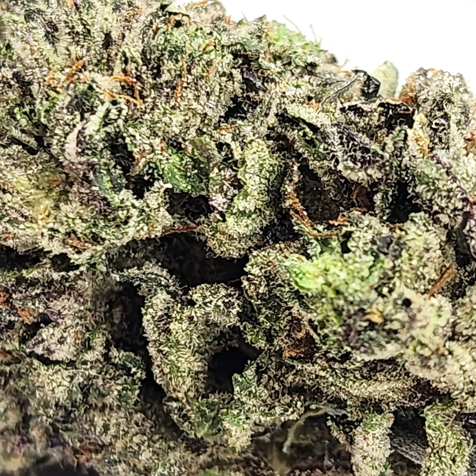 Face Off OG Strain Closeup