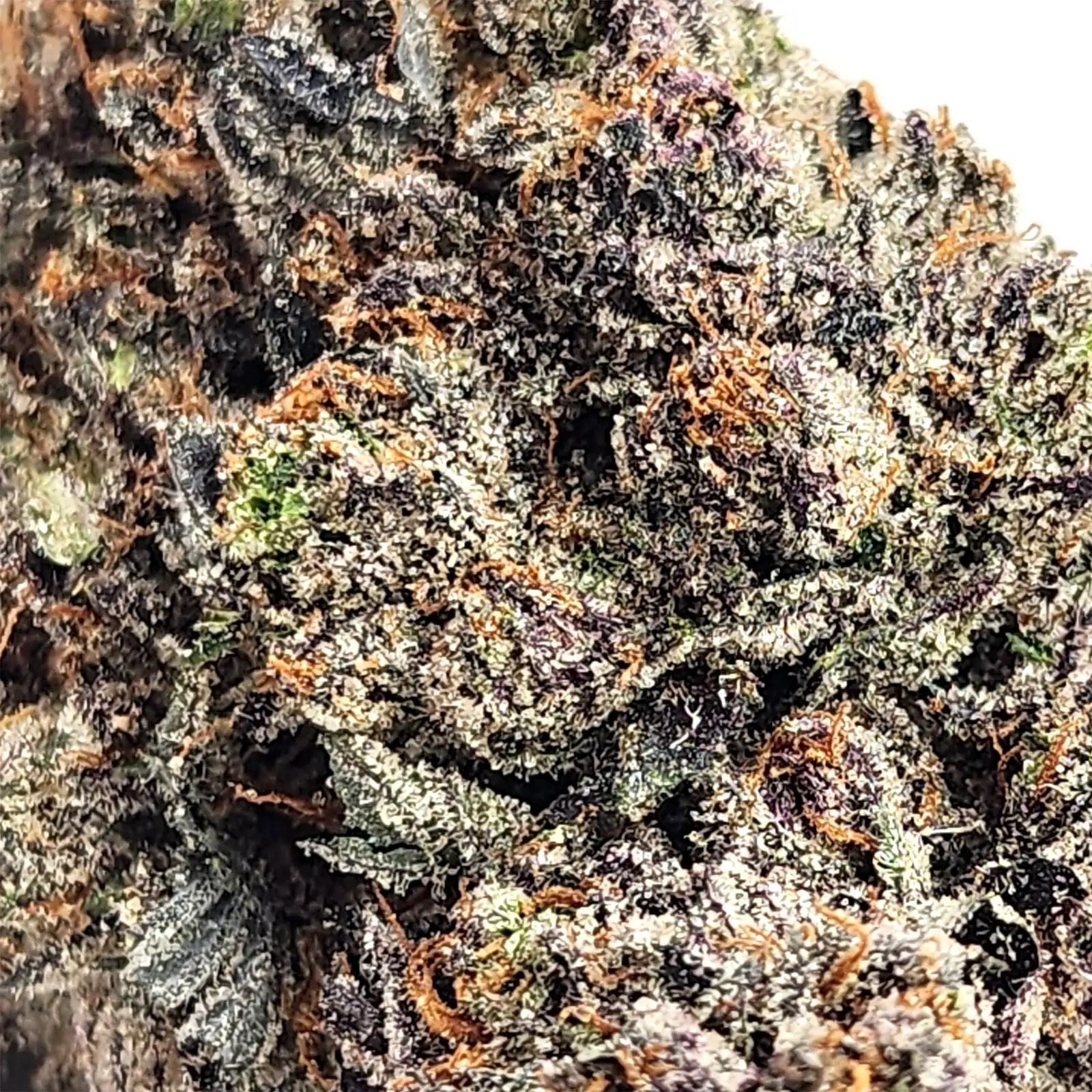 Nirvana Kush Strain Closeup