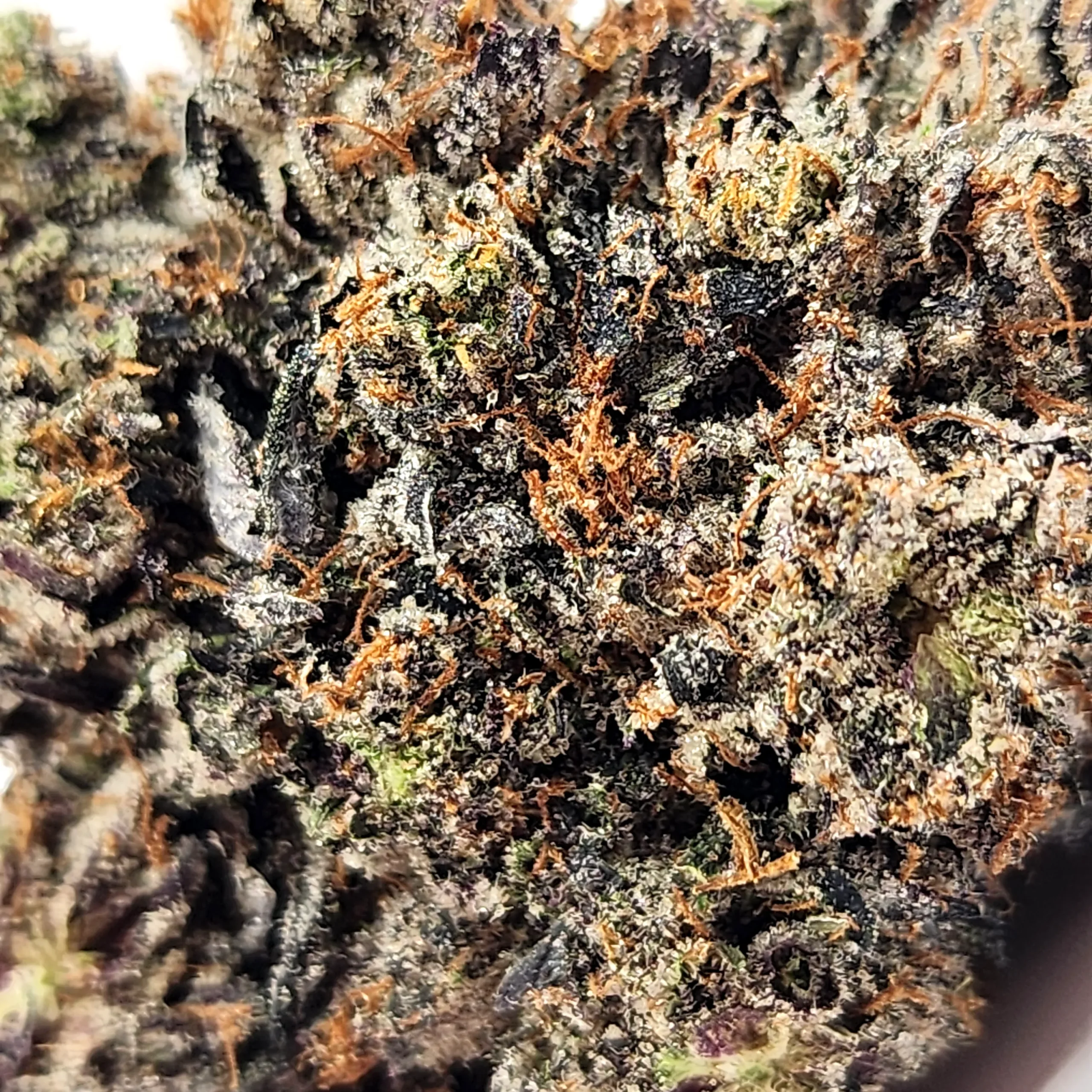 Zombie Virus Weed Strain Closeup